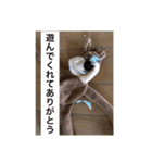 モカです（個別スタンプ：15）
