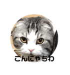 猫スタンプ2（個別スタンプ：1）