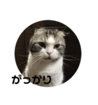 猫スタンプ2（個別スタンプ：3）