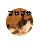 猫スタンプ2（個別スタンプ：4）