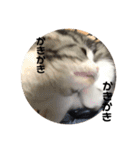 猫スタンプ2（個別スタンプ：5）