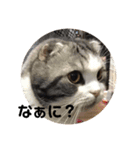 猫スタンプ2（個別スタンプ：7）