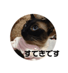 猫スタンプ2（個別スタンプ：8）
