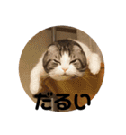 猫スタンプ2（個別スタンプ：9）