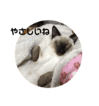 猫スタンプ2（個別スタンプ：10）