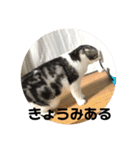 猫スタンプ2（個別スタンプ：11）