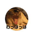 猫スタンプ2（個別スタンプ：12）
