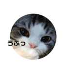 猫スタンプ2（個別スタンプ：13）