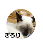 猫スタンプ2（個別スタンプ：14）
