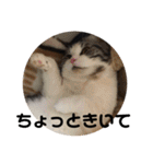 猫スタンプ2（個別スタンプ：15）