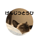 猫スタンプ2（個別スタンプ：16）
