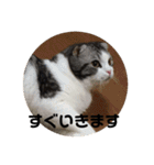 猫スタンプ2（個別スタンプ：17）