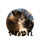 猫スタンプ2（個別スタンプ：18）