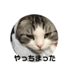 猫スタンプ2（個別スタンプ：21）