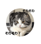 猫スタンプ2（個別スタンプ：23）