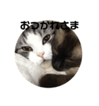 猫スタンプ2（個別スタンプ：24）