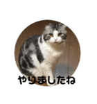 猫スタンプ2（個別スタンプ：25）