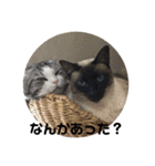 猫スタンプ2（個別スタンプ：26）