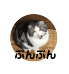 猫スタンプ2（個別スタンプ：29）