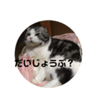 猫スタンプ2（個別スタンプ：31）