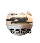 猫スタンプ2（個別スタンプ：32）