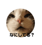 猫スタンプ2（個別スタンプ：33）