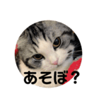 猫スタンプ2（個別スタンプ：37）