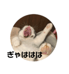 猫スタンプ2（個別スタンプ：38）