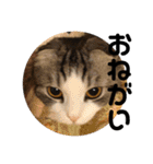 猫スタンプ2（個別スタンプ：40）