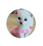 我が家の可愛い子猫達（個別スタンプ：17）