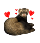 I LOVE FERRET 12 フェレット（個別スタンプ：14）