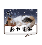 にゃんこ達のスタンプ2（個別スタンプ：2）