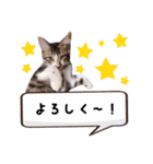 にゃんこ達のスタンプ2（個別スタンプ：3）
