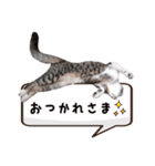 にゃんこ達のスタンプ2（個別スタンプ：4）