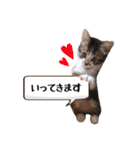 にゃんこ達のスタンプ2（個別スタンプ：5）