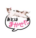 にゃんこ達のスタンプ2（個別スタンプ：6）