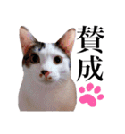 にゃんこ達のスタンプ2（個別スタンプ：10）