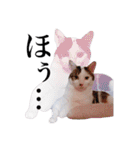 にゃんこ達のスタンプ2（個別スタンプ：13）