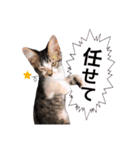 にゃんこ達のスタンプ2（個別スタンプ：16）