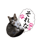 にゃんこ達のスタンプ2（個別スタンプ：20）