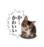 にゃんこ達のスタンプ2（個別スタンプ：22）