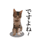 にゃんこ達のスタンプ2（個別スタンプ：25）