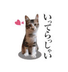 にゃんこ達のスタンプ2（個別スタンプ：27）