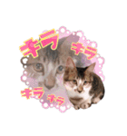 にゃんこ達のスタンプ2（個別スタンプ：29）