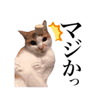 にゃんこ達のスタンプ2（個別スタンプ：32）