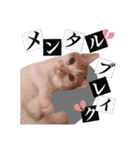 にゃんこ達のスタンプ2（個別スタンプ：33）