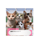 にゃんこ達のスタンプ2（個別スタンプ：40）
