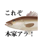 Fisherman's Sticker Vol.9（個別スタンプ：4）