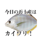 Fisherman's Sticker Vol.9（個別スタンプ：8）