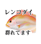 Fisherman's Sticker Vol.9（個別スタンプ：16）